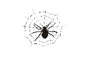 Spinne im Netz  Sticker
