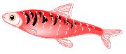 Nailsticker Fische 33