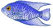 Nailsticker Fische 34