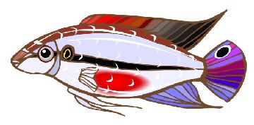 Nailsticker Fische 35