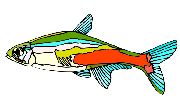 Nailsticker Fische 37