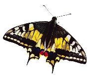 Nailsticker Schmetterlinge 1