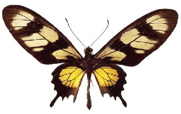 Nailsticker Schmetterlinge 15