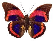 Nailsticker Schmetterlinge 18
