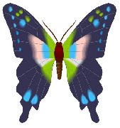 Nailsticker Schmetterlinge 32