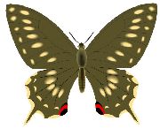 Nailsticker Schmetterlinge 34