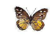 Nailsticker Schmetterlinge 37