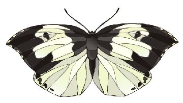 Nailsticker Schmetterlinge 39