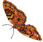 Nailsticker-Schmetterlinge 45