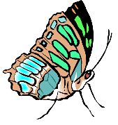Nailsticker-Schmetterlinge 49