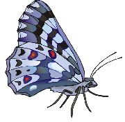 Nailsticker-Schmetterlinge 50