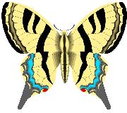 Nailsticker-Schmetterlinge 51