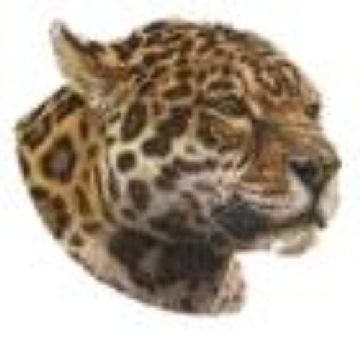 Wetsticker Leopard