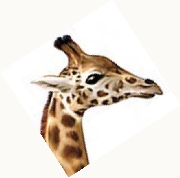 Wetsticker Giraffe